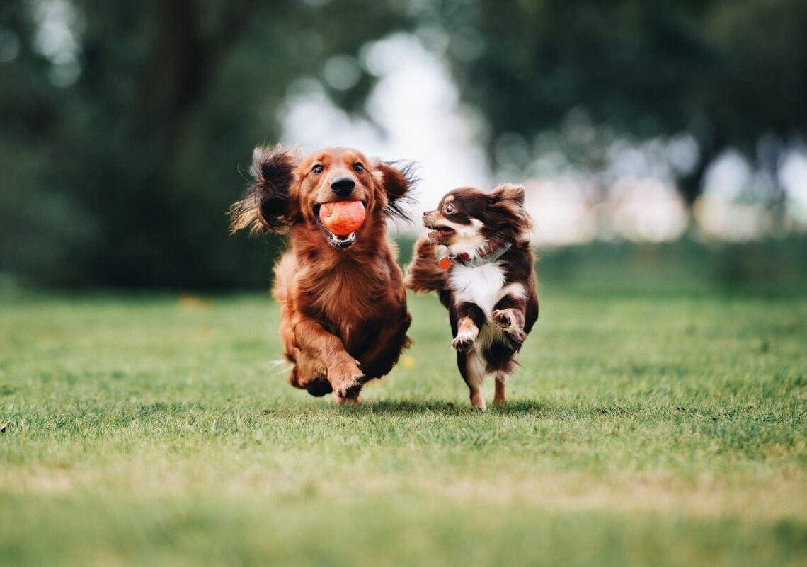 Best Places for Dogs in the Bay Area