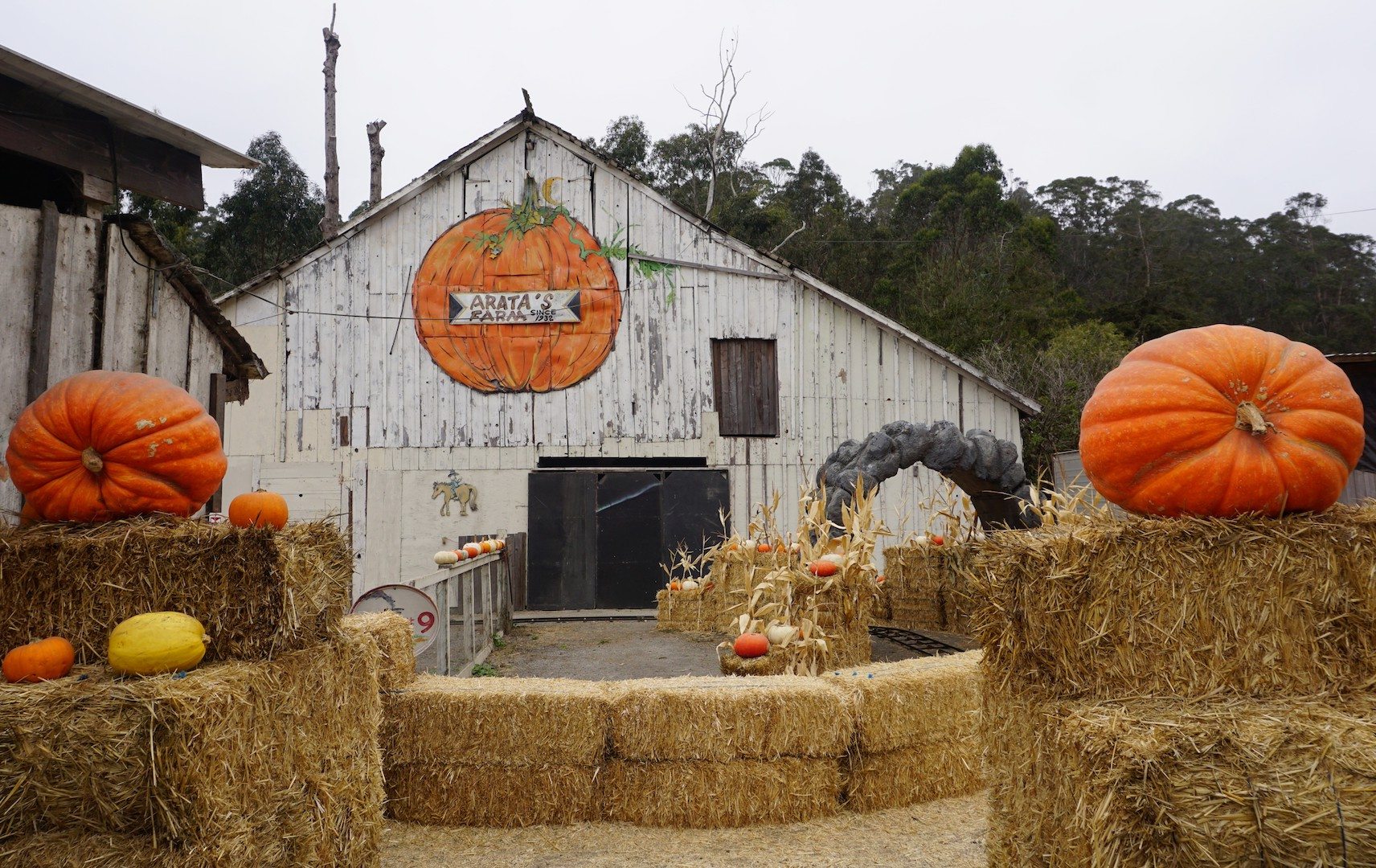 7 Pumpkin Patches in Half Moon Bay to Visit Before Halloween