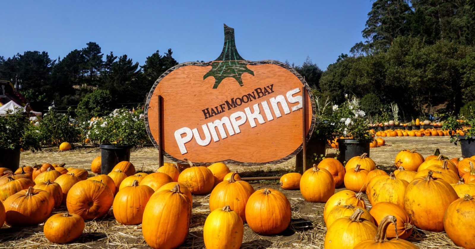 7 Pumpkin Patches in Half Moon Bay to Visit Before Halloween 49 Miles