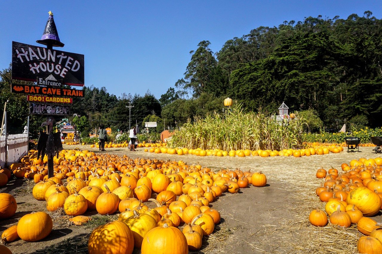 7 Pumpkin Patches in Half Moon Bay to Visit Before Halloween