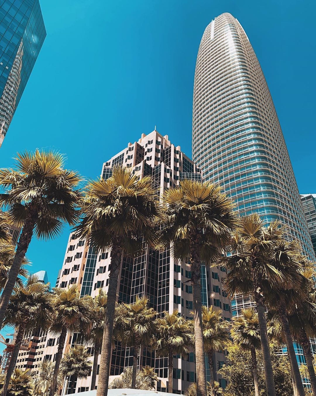 Looking up at palm trees and Salesforce Tower from Salesforce Park