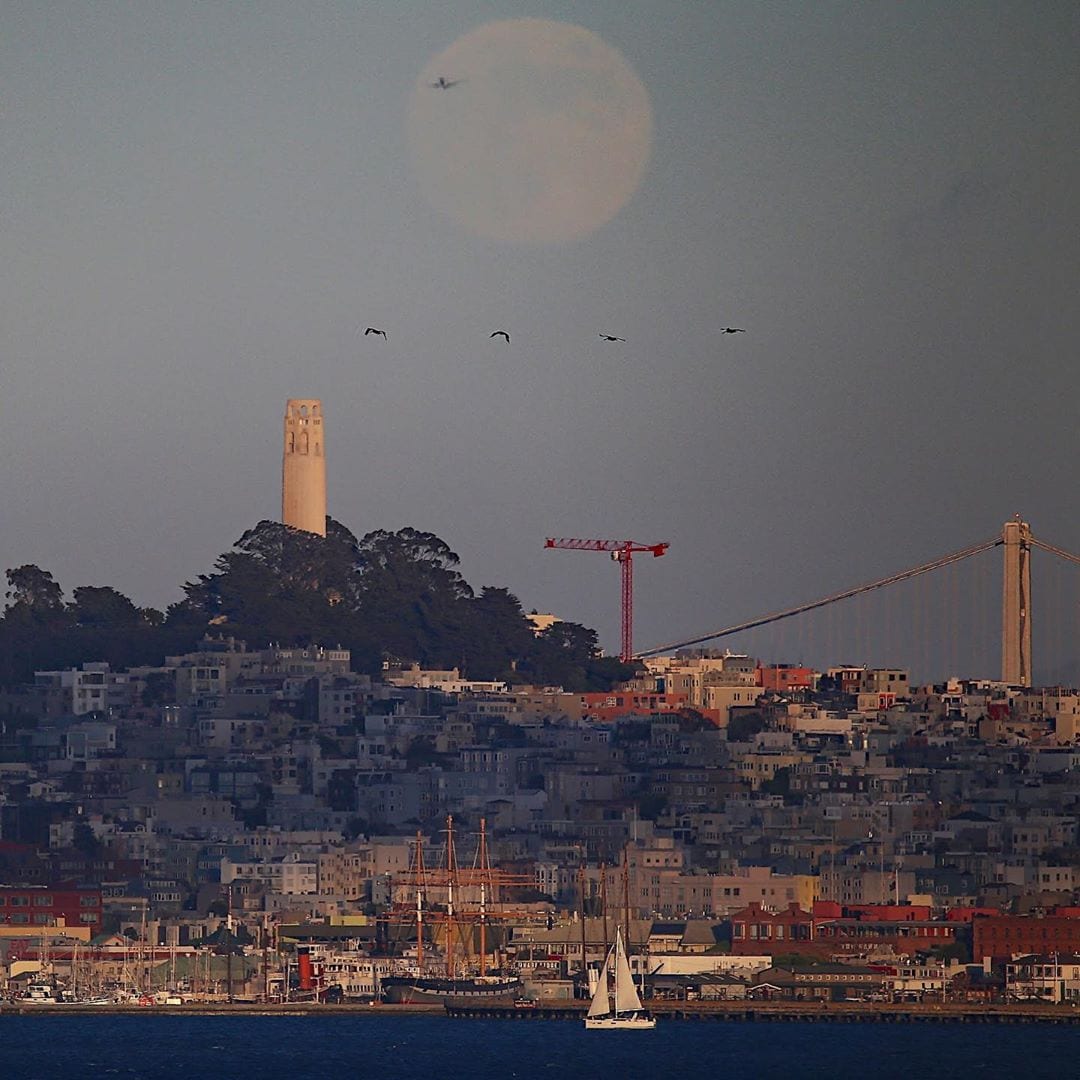 Parrots flying across Coit Tower and the moon in San Francisco